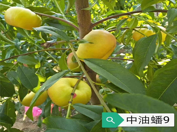 中油蟠9號