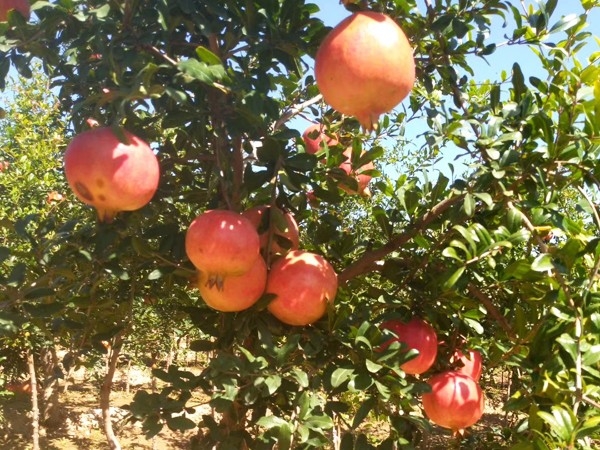 蒙陽紅石榴