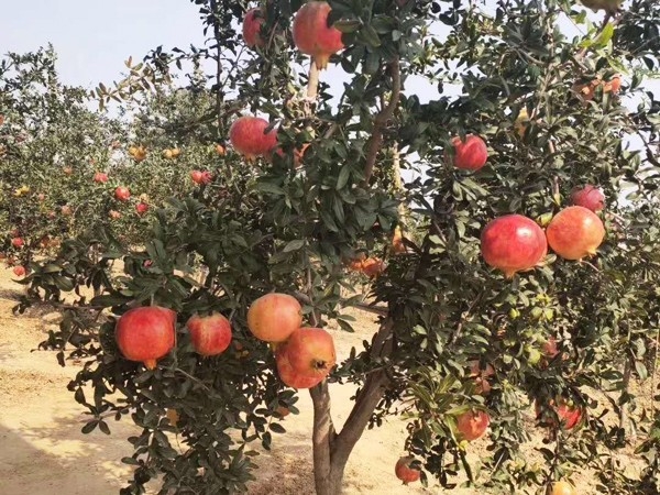 泰山紅石榴