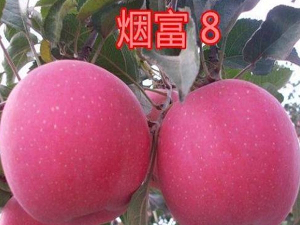 煙富8號蘋果