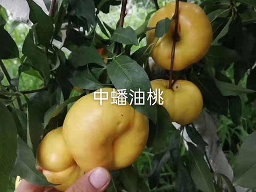 中蟠油桃