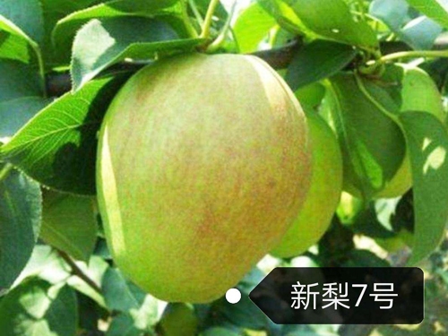 新梨7號(hào)