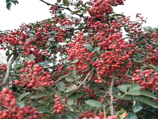 大紅袍花椒