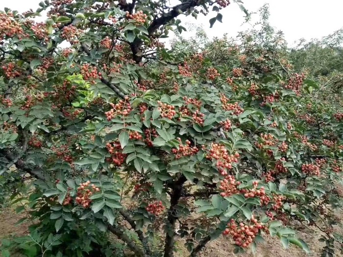 大紅袍花椒