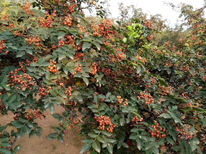 大紅袍花椒