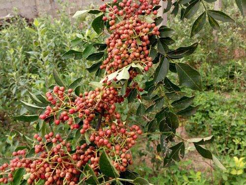 大紅袍花椒