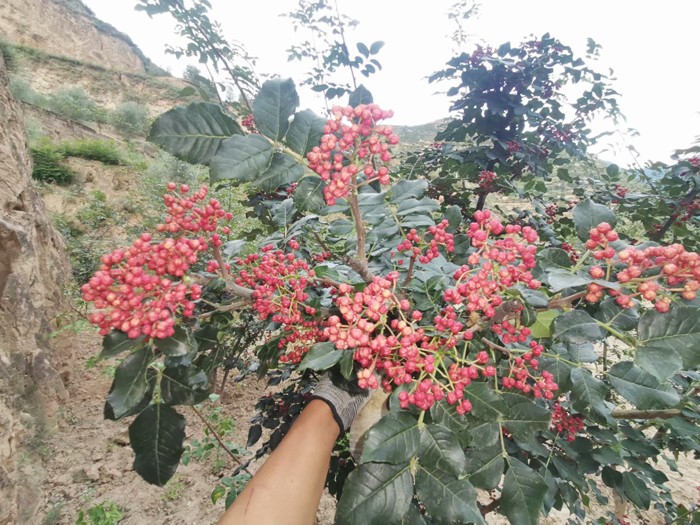 獅子頭花椒苗