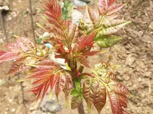 紅油香椿苗2號(hào)