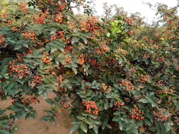 大紅袍花椒