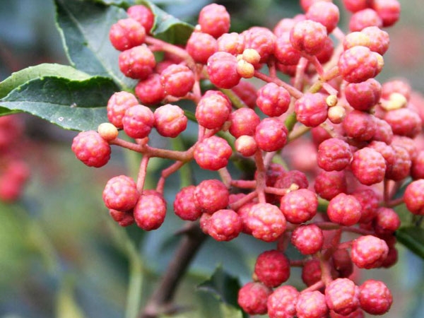 大紅袍花椒