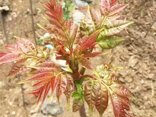 紅油香椿苗2號